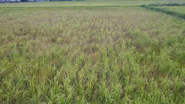 f:id:shirotofarm:20201004210620p:plain