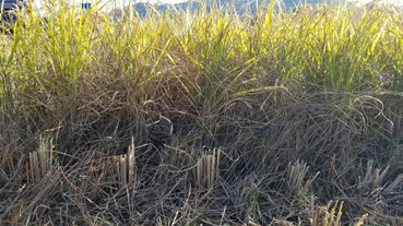 f:id:shirotofarm:20201115181540p:plain