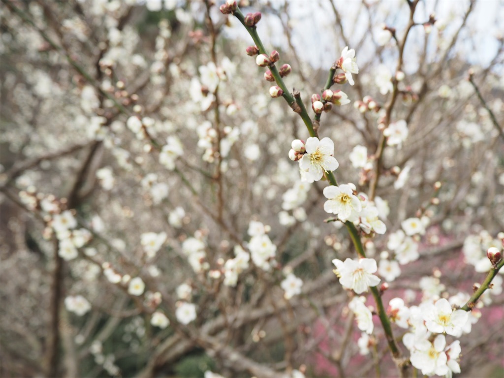 f:id:shirotomidori:20190205001438j:image