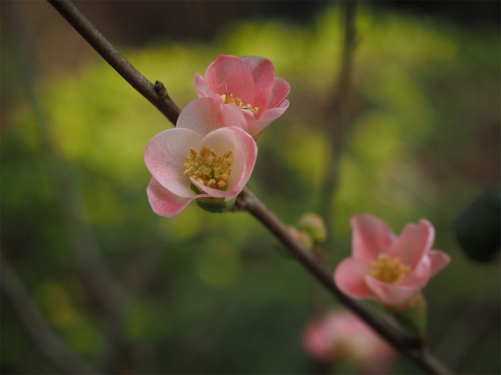 f:id:shirotomidori:20190205001458j:image