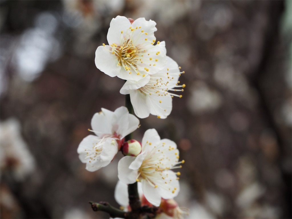 f:id:shirotomidori:20190205001503j:image