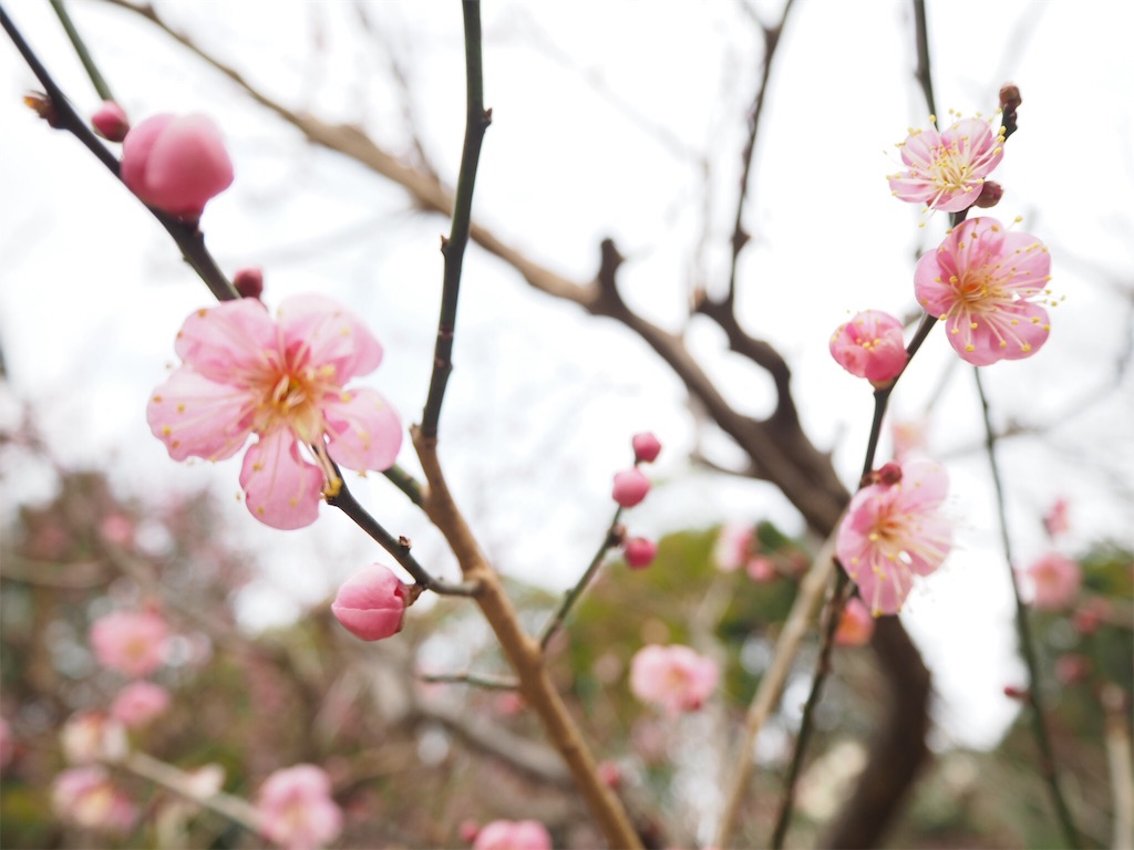 f:id:shirotomidori:20190205001521j:image