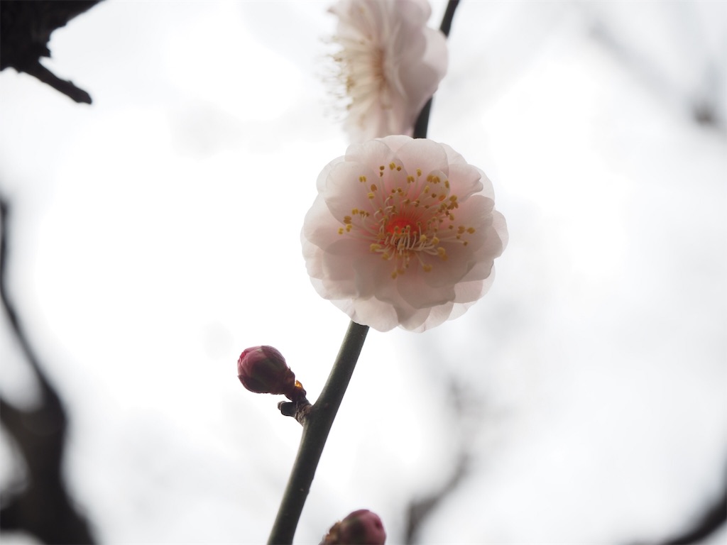 f:id:shirotomidori:20190205001525j:image
