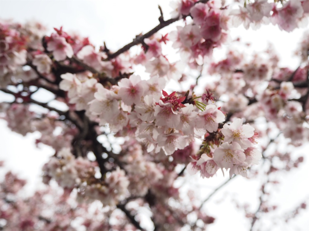 f:id:shirotomidori:20190205001902j:image