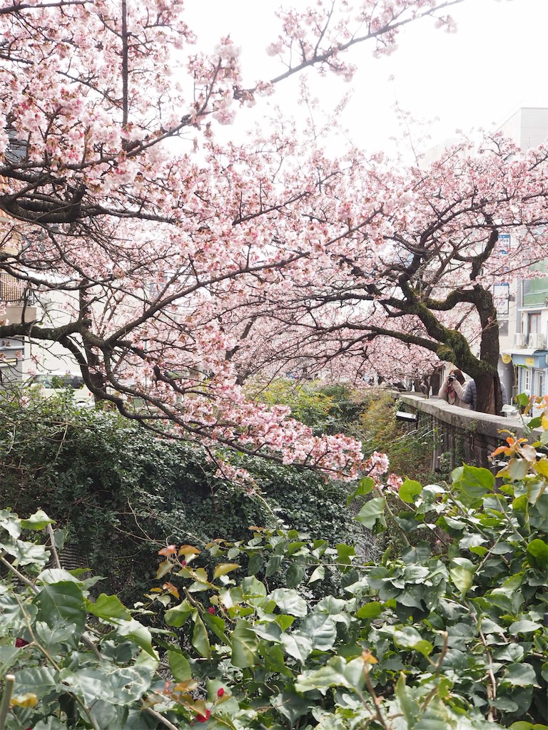 f:id:shirotomidori:20190205001907j:image