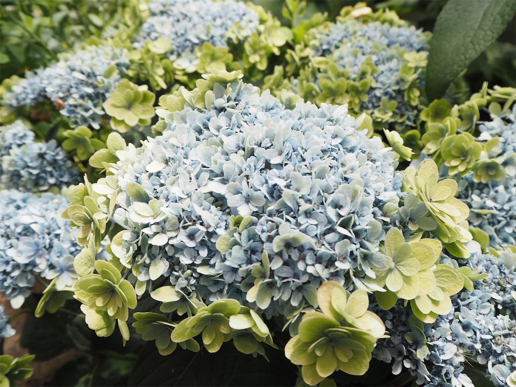 f:id:shirotomidori:20190605015733j:image