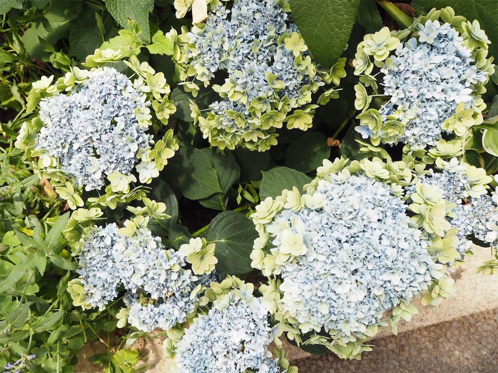 f:id:shirotomidori:20190605015950j:image