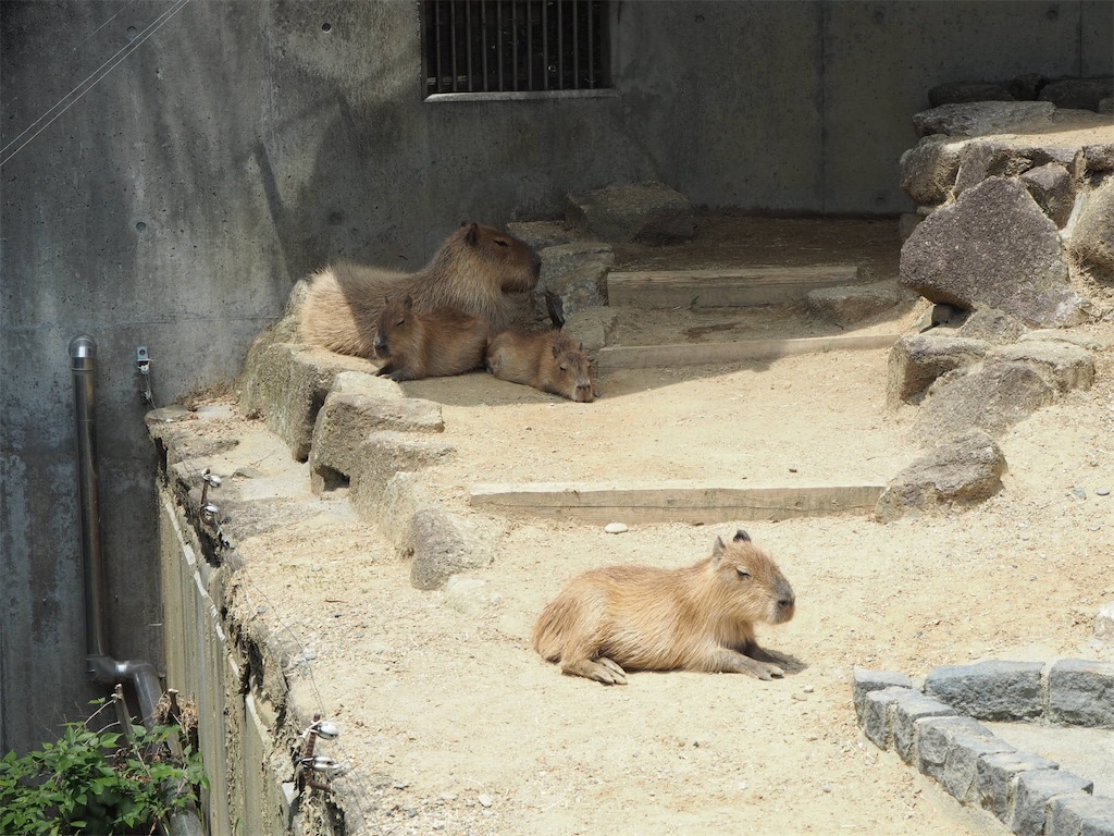 f:id:shirotomidori:20190605020514j:image