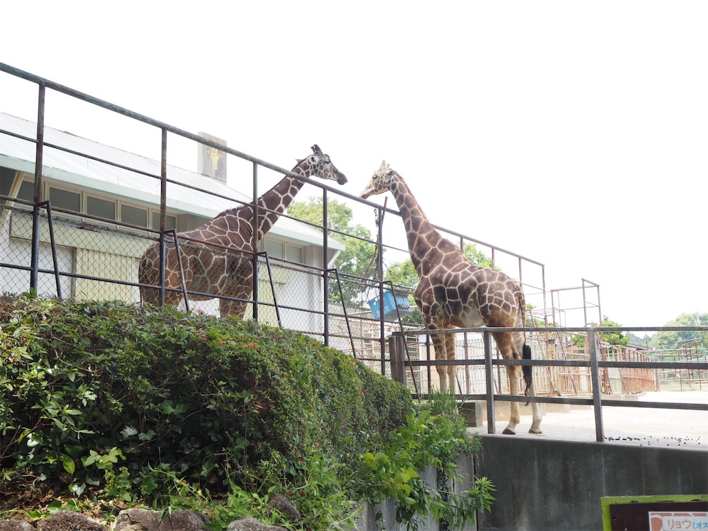 f:id:shirotomidori:20190605020523j:image