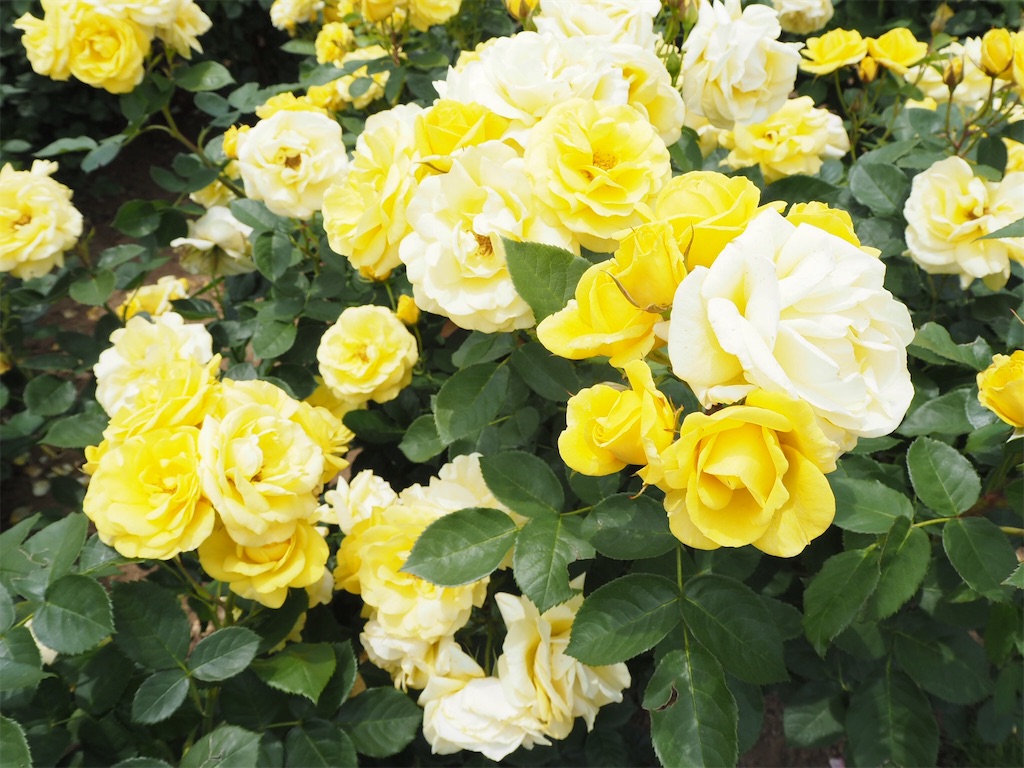 f:id:shirotomidori:20190605020621j:image