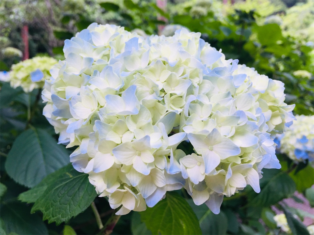 f:id:shirotomidori:20190615231447j:image