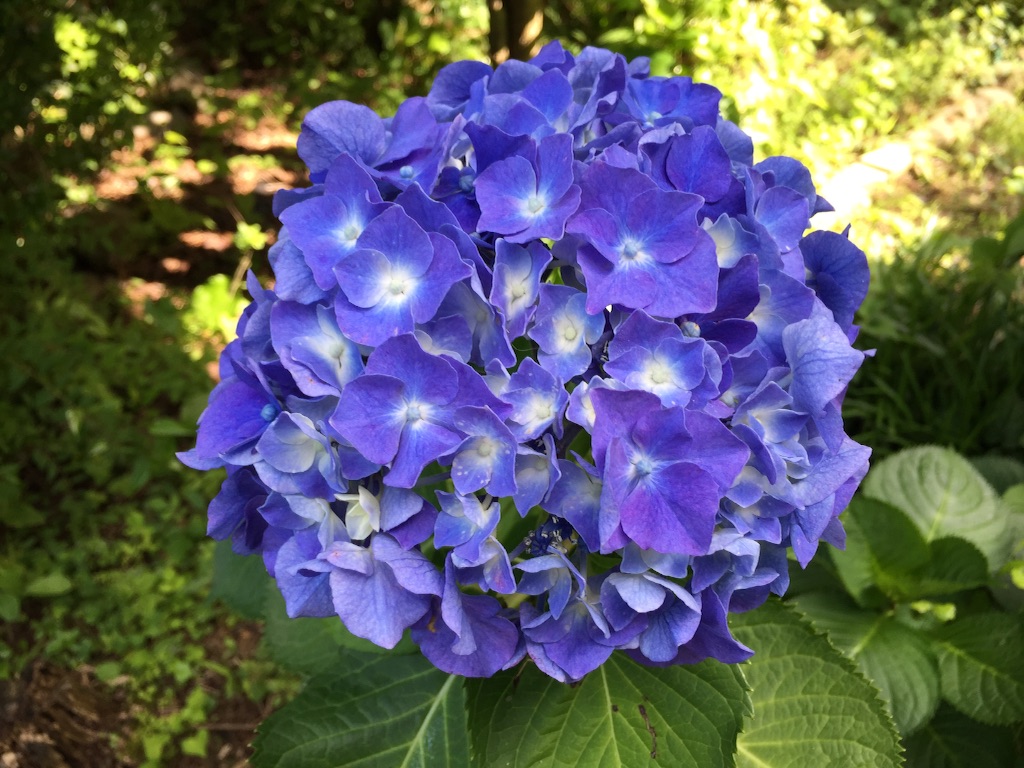 f:id:shirotonakama:20160627212755j:image f:id:shirotonakama:20160627212755j:image