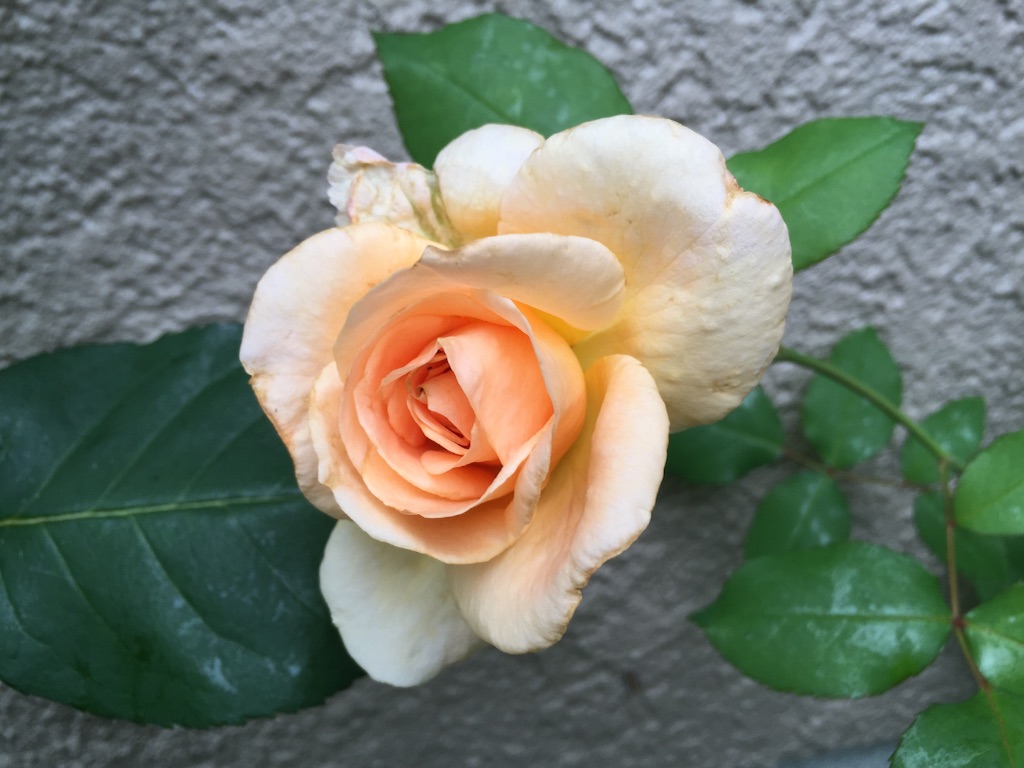 f:id:shirotonakama:20160627231003j:image f:id:shirotonakama:20160627231003j:image