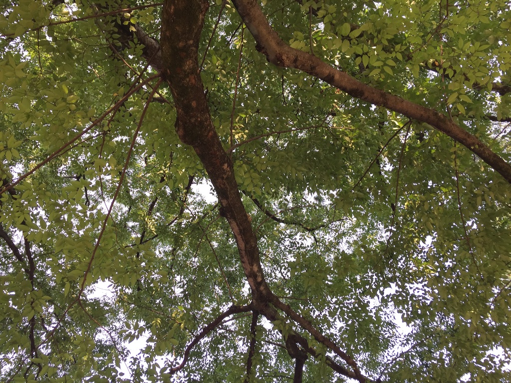 f:id:shirotonakama:20160722191724j:image f:id:shirotonakama:20160722191724j:image