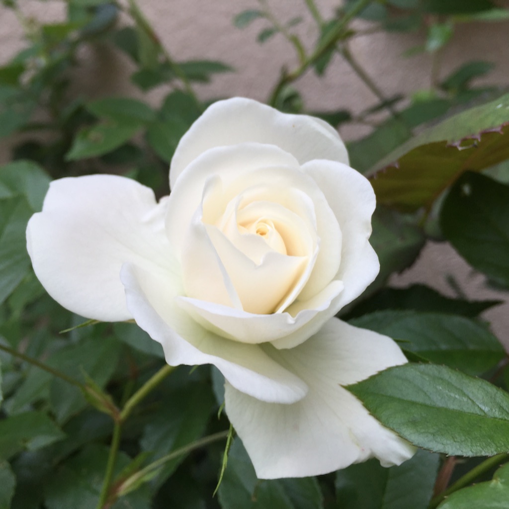 f:id:shirotonakama:20170521194916j:image f:id:shirotonakama:20170521194916j:image