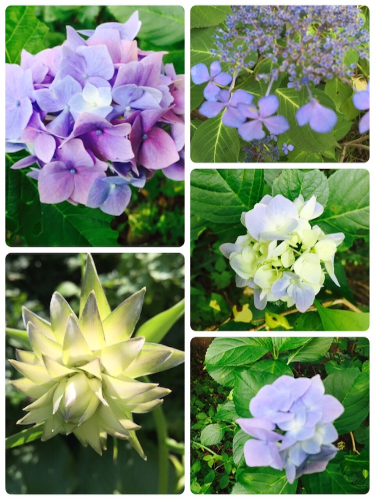 f:id:shirotonakama:20170714204756j:image f:id:shirotonakama:20170714204756j:image