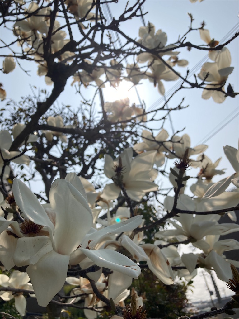 f:id:shirotubakisara:20210316120550j:image