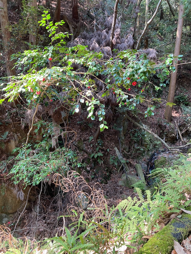 f:id:shirotubakisara:20210320144758j:image