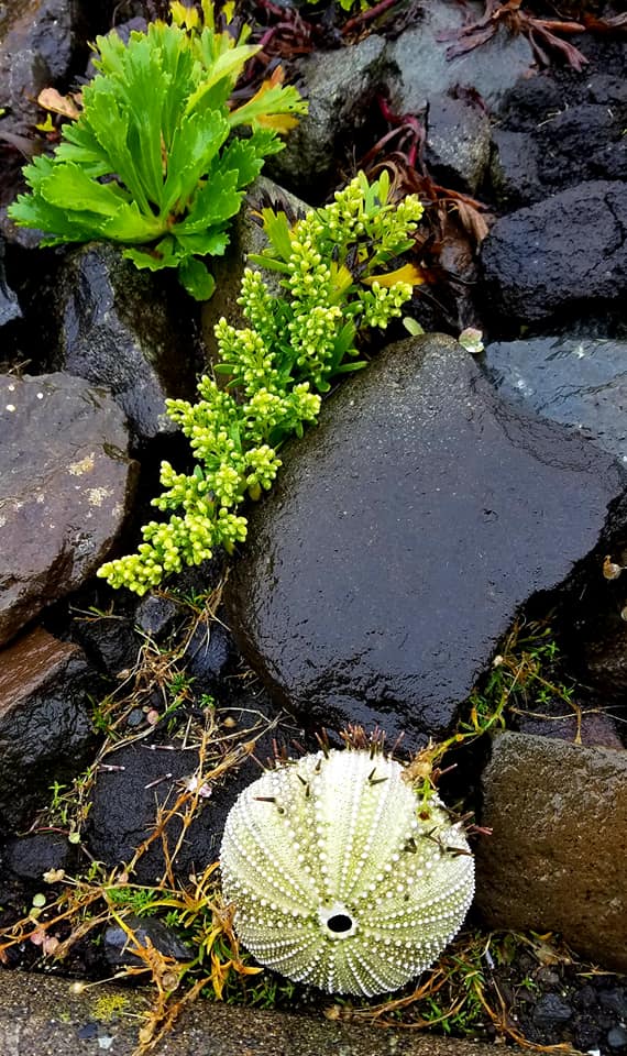 f:id:shiroutotabi:20190831185638j:plain f:id:shiroutotabi:20190831185638j:plain