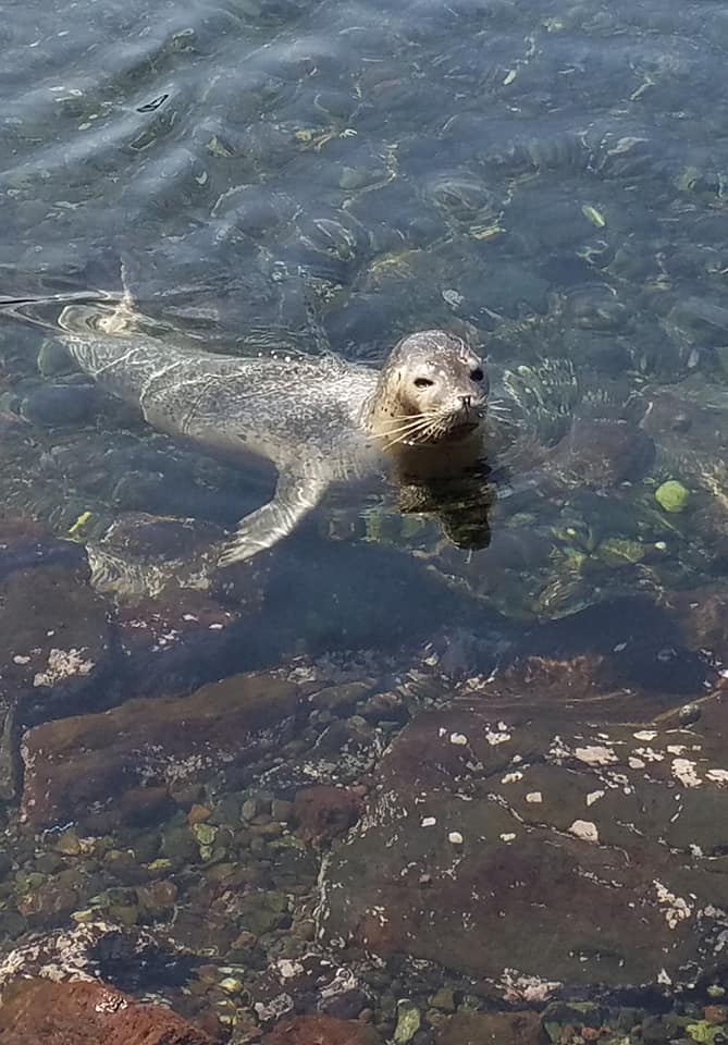 f:id:shiroutotabi:20190901100722j:plain