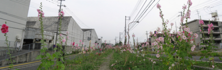 旧国鉄宇品線 跡地の花々 南側から北側を望む