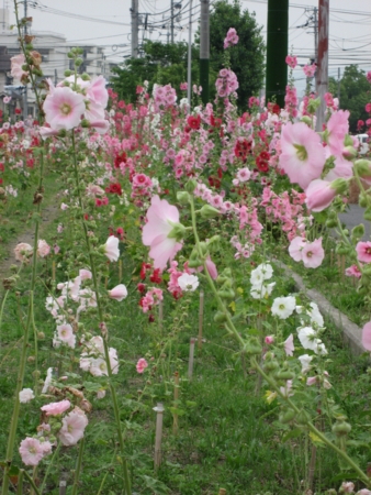 旧国鉄宇品線 跡地の花々 南側から北側を望む