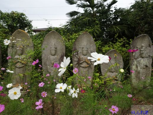 石仏の前にコスモスが咲いている画像