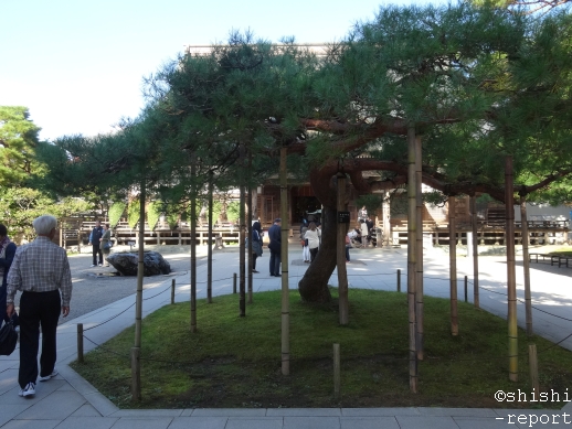 アカマツの木を撮影した画像