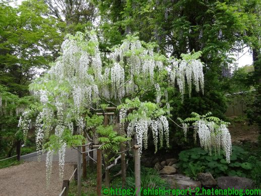 奈良 春日大社 萬葉植物園 藤の園 藤の花ってこんなに美しかったんだと実感 仏像 ときどきワンダー観光