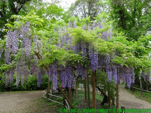 奈良 春日大社 萬葉植物園 藤の園 藤の花ってこんなに美しかったんだと実感 仏像 ときどきワンダー観光
