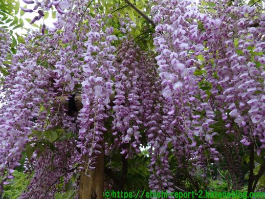 奈良 春日大社 萬葉植物園 藤の園 藤の花ってこんなに美しかったんだと実感 仏像 ときどきワンダー観光