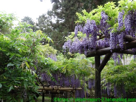 奈良 春日大社 萬葉植物園 藤の園 藤の花ってこんなに美しかったんだと実感 仏像 ときどきワンダー観光