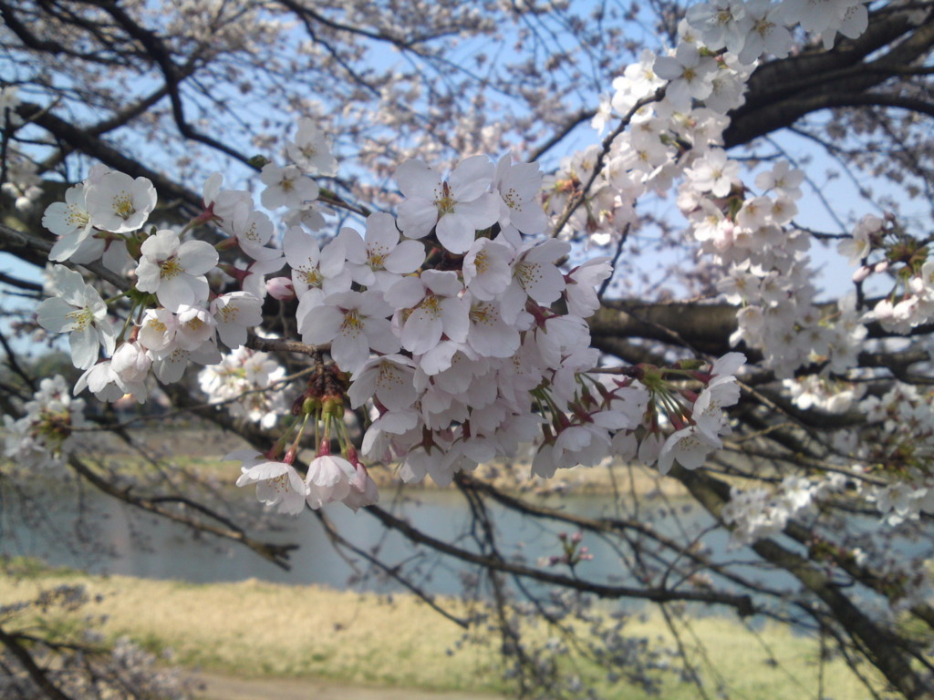 f:id:shishitani:20110416092302j:image