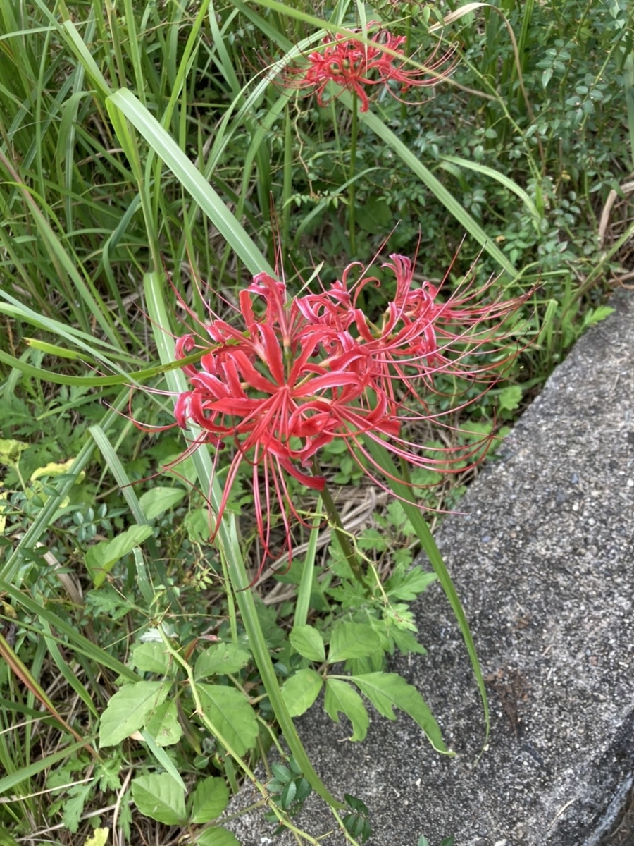 f:id:shisyunki-sugi:20210927181439j:plain