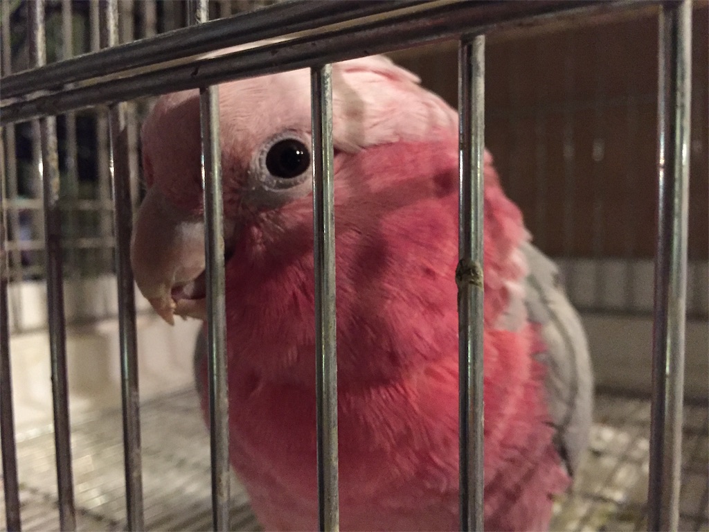 モモイロインコ