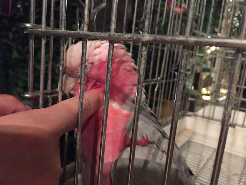 モモイロインコ