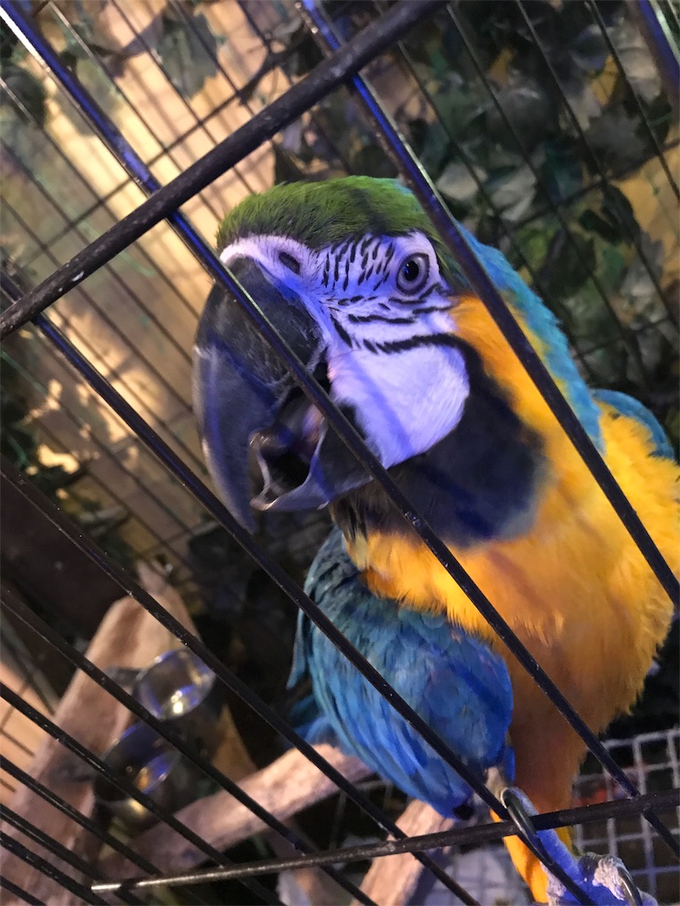 ルリコンゴウインコ