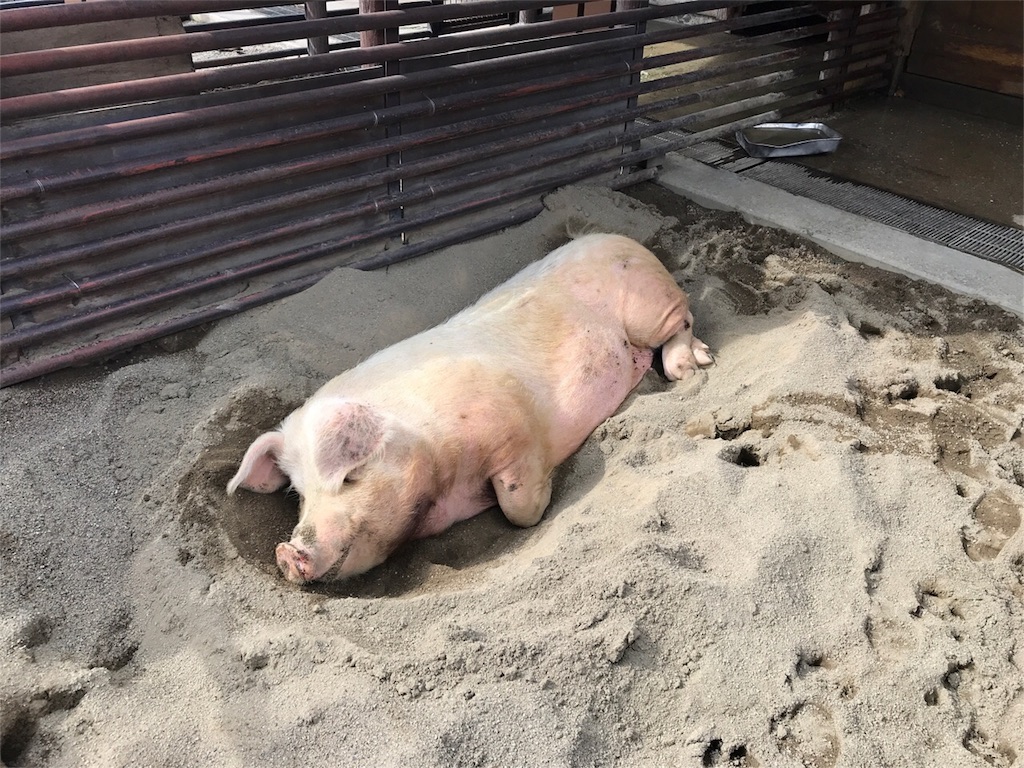 f:id:shitamachi-dog:20180724013543j:image
