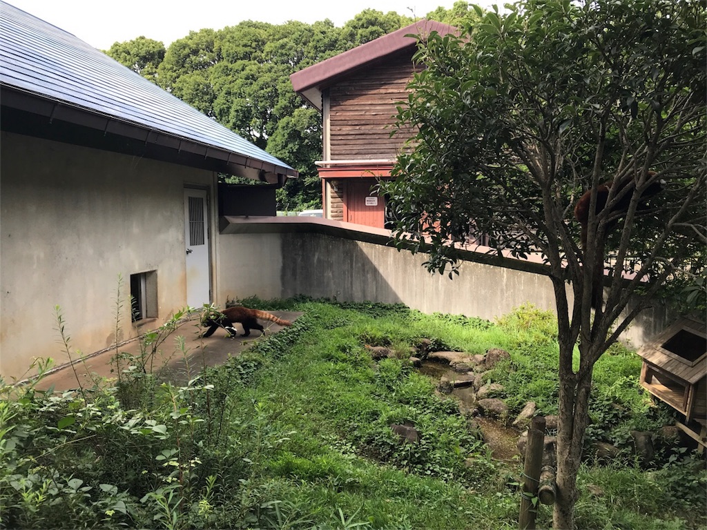 f:id:shitamachi-dog:20180724013546j:image