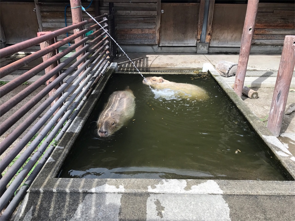 f:id:shitamachi-dog:20180724013551j:image