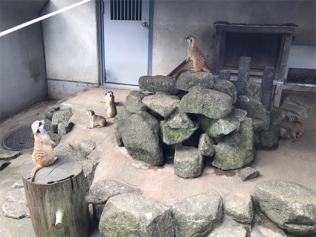 f:id:shitamachi-dog:20180724013554j:image