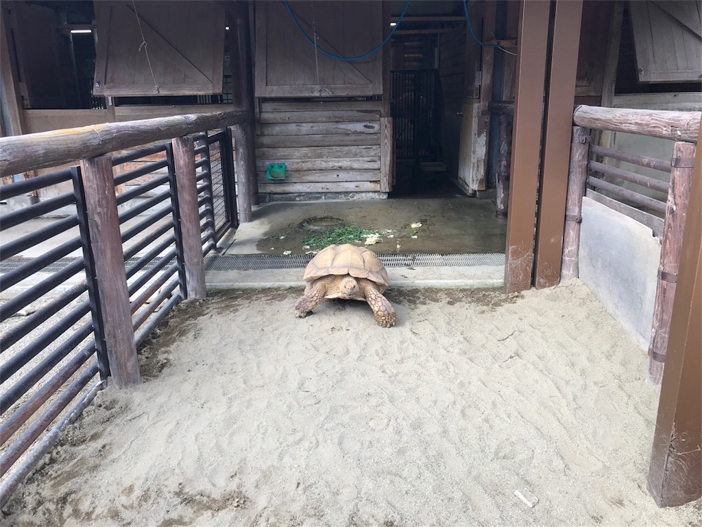 f:id:shitamachi-dog:20180724013558j:image
