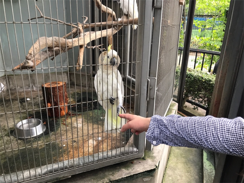 f:id:shitamachi-dog:20180724014409j:image
