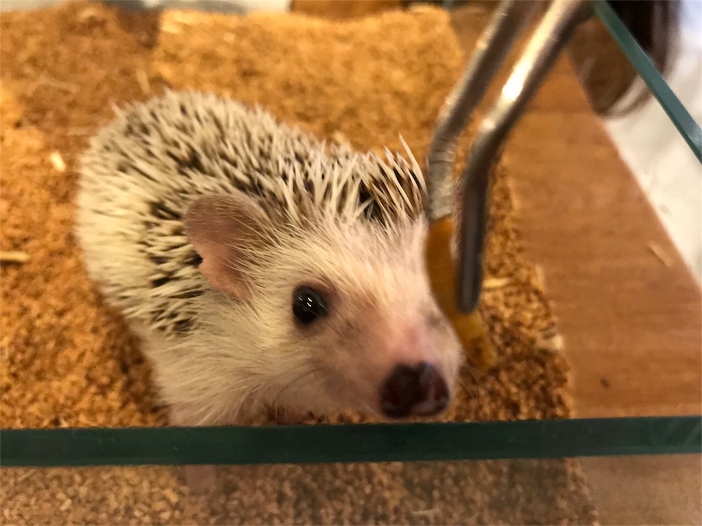 f:id:shitamachi-dog:20180813222505j:image f:id:shitamachi-dog:20180813222505j:image