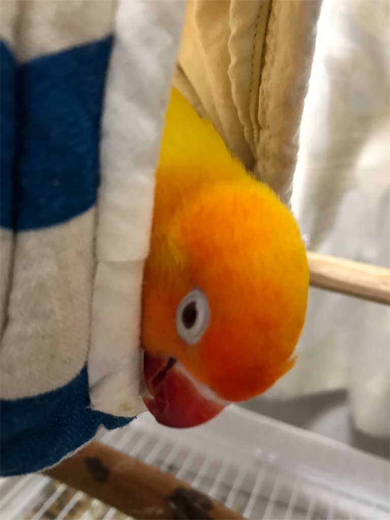 テントから顔を出すインコ