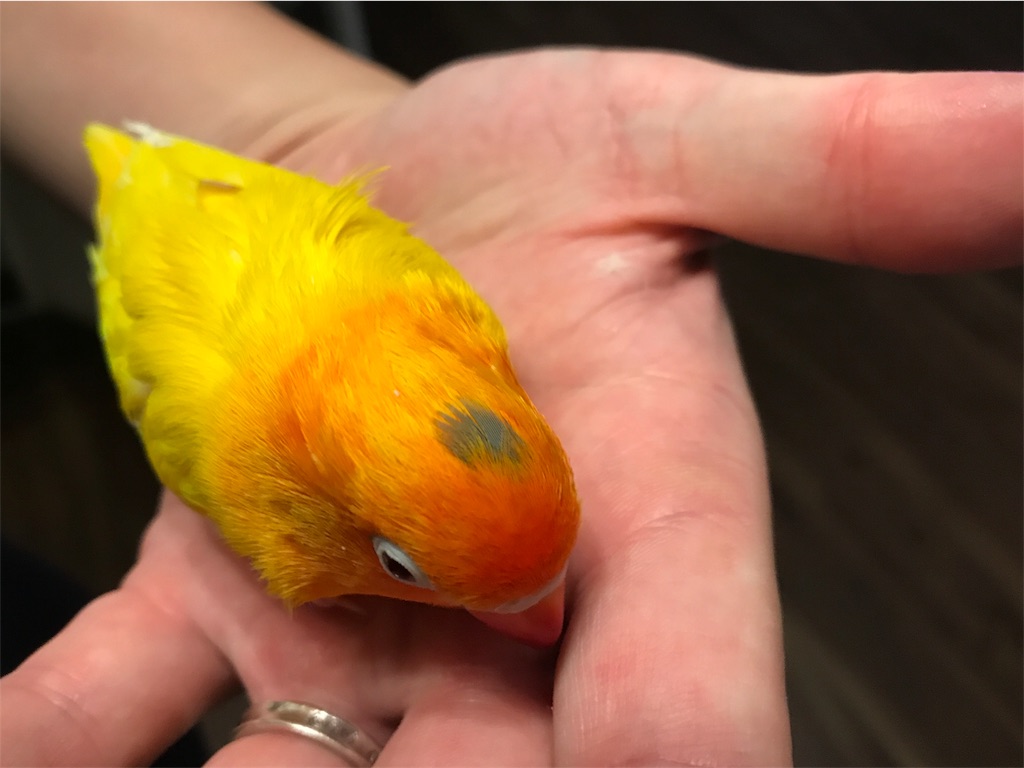 手に乗るボタンインコ