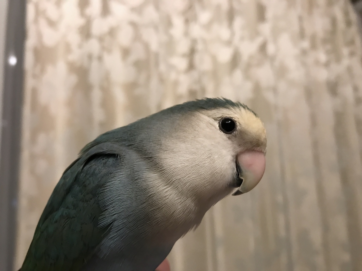 コザクラインコ