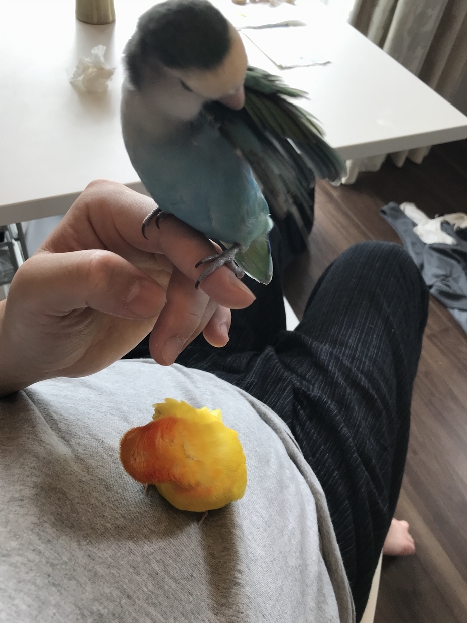 毛繕いするインコ