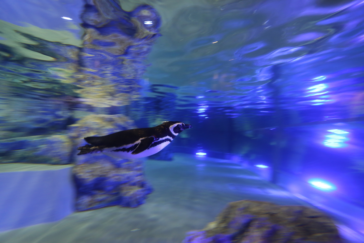 すみだ水族館のペンギン