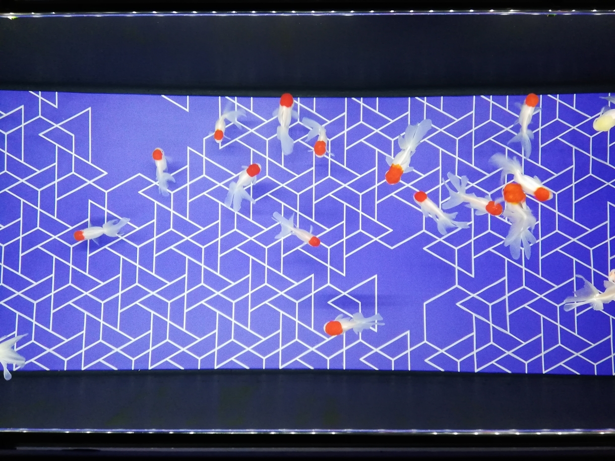 すみだ水族館はデートにも観光にも最適ですよ 下町に住む野良猫は土日に歩く